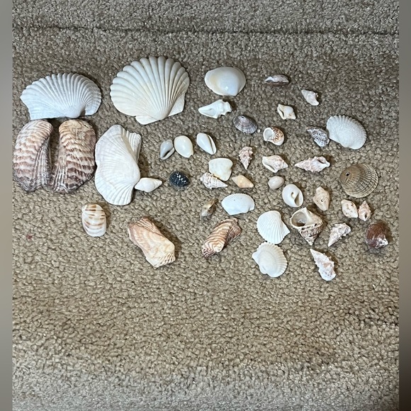 Beautiful Large Decorative Sea Shell Variety Lot Clams Shells various sizes - Picture 1 of 2